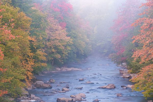 Jaynes Gallery 아티스트의 USA-West Virginia-Davis Foggy stream in Blackwater State Park작품입니다.